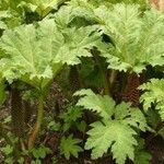 Gunnera tinctoria Хабит