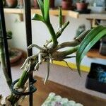 Orchis spp. Ostatní