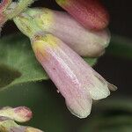 Symphoricarpos rotundifolius Fruto