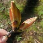 Acer macrophyllumFlower