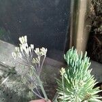 Dudleya edulis Flor