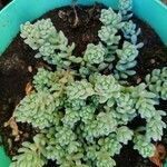 Sedum dasyphyllumBlatt