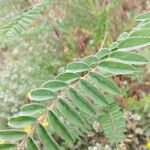 Astragalus alopecuroides Leaf