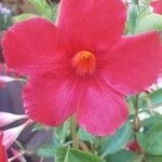 Mandevilla sanderiFlower