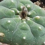 Matucana madisoniorum 葉
