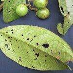 Solanum aturense