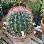 Ferocactus pilosus Ліст