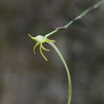 Angraecum rhynchoglossum Flor