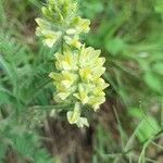 Oxytropis pilosa Blüte