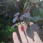 Euphorbia cotinifolia Vaisius