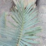 Encephalartos lehmannii ഇല