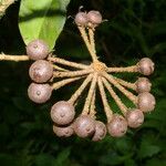 Marcgravia nepenthoides Fruit