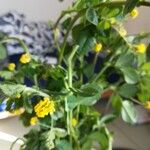 Medicago lupulinaКвітка