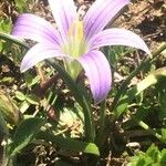 Romulea ramiflora Kwiat