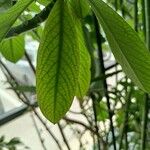 Euphorbia umbellata Leaf