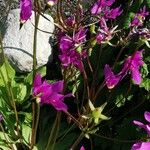 Primula pauciflora Flower