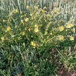 Nonea lutea عادت