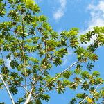 Cecropia peltata Lapas