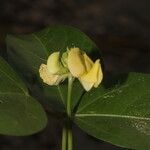 Vigna luteola Blomma