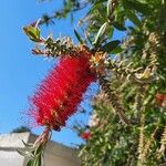 Melaleuca rugulosaBlüte