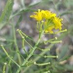 Rorippa sylvestris Plod