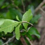 Rochefortia spinosa Hoja