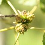 Dombeya ciliata Froito