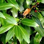 Prunus laurocerasus List