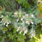 Dorycnium hirsutum Virág