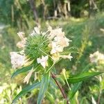Collomia grandiflora Blomst