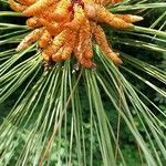 Pinus ponderosa Virág
