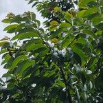 Lafoensia acuminata Hoja