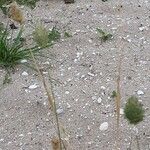 Phalaris canariensis Flower