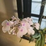 Ionopsis utricularioides Flower