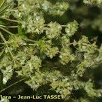 Alchemilla alpigena Flower