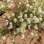 Lepidium montanumŽiedas