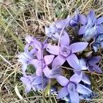 Gentianella ramosa Floare