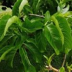 Vangueria madagascariensis Hoja