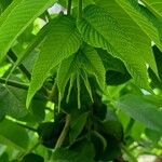 Juglans mandshurica Feuille