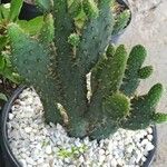 Opuntia littoralis Lapas