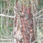 Pinus pinaster Bark