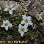 Arenaria biflora Bloem