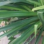 Pitcairnia spicata Leaf