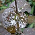 Pseuderanthemum alatum Hoja