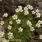 Saxifraga muscoides Habitus