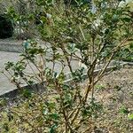 Ilex meserveae موطن