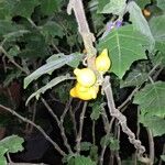 Solanum mammosum Fruit