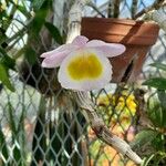 Dendrobium polyanthum Flower