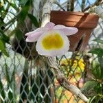 Dendrobium polyanthum Flor