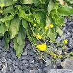 Hieracium amplexicaule Muu